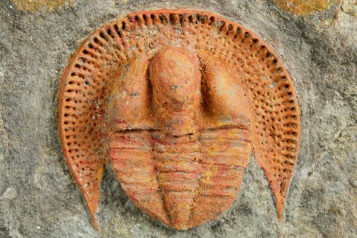 Orange Trinucleid Trilobite (Declivolithus) - Mecissi, Morocco #372373